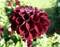 Dahlia (Jiřinka 'Dark Spirit' - Kulovité jiřinky)