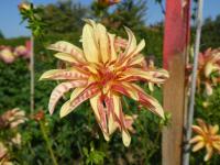 Dahlia (Jiřinka 'Giraffe' - Orchideokvěté dvojkvěté jiřinky)