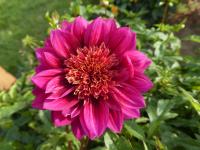 Dahlia (Jiřinka 'Purple Puff' - Anemonkovité jiřinky)