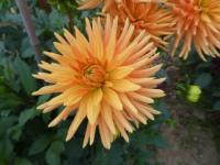 Dahlia (Jiřinka 'Ludwig Helfert' - Semikaktusovité jiřinky)