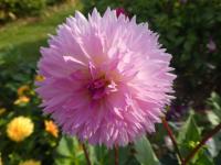 Dahlia (Jiřinka 'Sakura Fubuki' - Třepenité jiřinky)