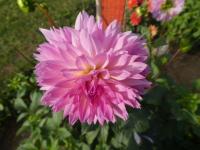 Dahlia (Jiřinka 'Sakura Fubuki' - Třepenité jiřinky)
