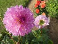 Dahlia (Jiřinka 'Sakura Fubuki' - Třepenité jiřinky)