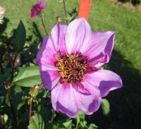 Dahlia (Jiřinka 'Blue Bayou' - Anemonkovité jiřinky)