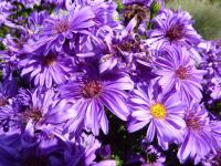 Symphyotrichum novi-belgii (Astřička novobelgická 'Trudi Ann')