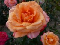 Rosa (Růže 'Arizona' - Velkokvěté růže)