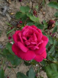 Rosa (Růže 'American Home' - Velkokvěté růže)