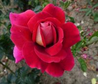 Rosa (Růže 'Kronenbourg' - Velkokvěté růže)