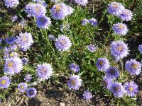 Aster alpinus (Hvězdnice alpská 'Sabine')