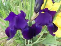 Iris (Kosatec 'Right Royal' - Vysoké bradaté kosatce)