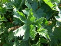 Geranium endressii (Kakost Endressův - listy)