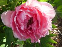 Paeonia suffruticosa (Pivoňka keřovitá 'Yin Hong Qiao Dui')