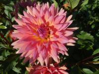 Dahlia (Jiřinka 'Janusz Bogdan Faliński' - Dekorační jiřinky)