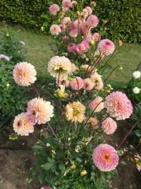 Dahlia (Jiřinka 'Wine Eyed Jill' - Dekorační jiřinky)