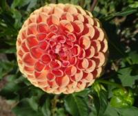 Dahlia (Jiřinka 'Cornel Brons')