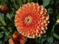Dahlia (Jiřinka 'Jowey Linda' - Kulovité jiřinky)