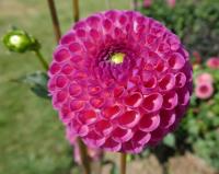 Dahlia (Jiřinka 'Burlesca' - Kulovité jiřinky)