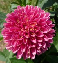 Dahlia (Jiřinka 'Alyshia' - Anemonkovité jiřinky)