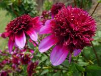 Dahlia (Jiřinka 'Poodle Skirt' - Anemonkovité jiřinky)