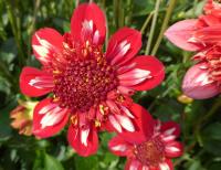 Dahlia (Jiřinka 'Speech' - Anemonkovité jiřinky)