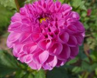 Dahlia (Jiřinka 'Franz Kafka' - Pomponkovité jiřinky)