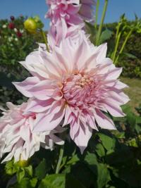 Dahlia (Jiřinka 'Cafe Au Lait' - Dekorační jiřinky)