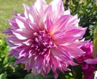 Dahlia (Jiřinka 'Cafe Au Lait Twist' - Dekorační jiřinky)