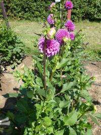 Dahlia (Jiřinka 'Caitlin's Joy' - Kulovité jiřinky)