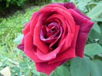 Rosa (Růže)