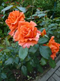 Rosa (Růže)