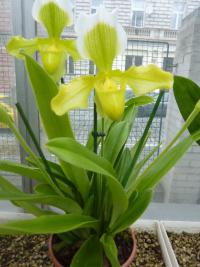Paphiopedilum