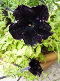Petunia x hybrida (Petunie)