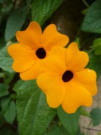 Thunbergia alata (Thunbergie křídlatá)