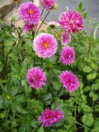 Dahlia pinnata (Jiřinka zahradní)