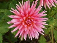 Dahlia pinnata (Jiřinka zahradní)