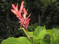 Canna indica (Dosna indická)