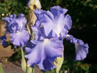 Iris (Kosatec)