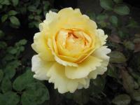 Rosa (Růže)
