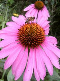 Echinacea purpurea (Třapatkovka nachová)