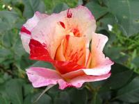Rosa (Růže)