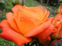 Rosa (Růže 'France Libre' - Velkokvěté růže)
