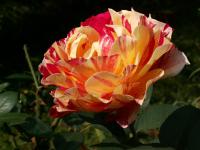 Rosa (Růže 'Henri Matisse' - Velkokvěté růže)