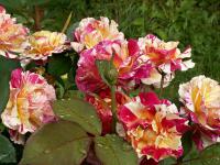 Rosa (Růže 'Henri Matisse' - Velkokvěté růže)