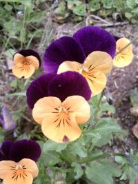 Viola cornuta (Violka rohatá)