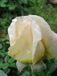 Rosa (Růže)