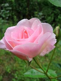 Rosa (Růže - pnoucí velmi stará)