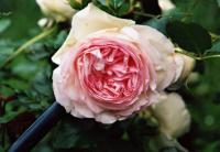 Rosa (Růže)