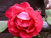Rosa (Růže - pnoucí velmi stará)