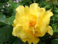Rosa (Růže - sadová)