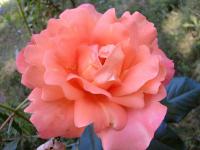 Rosa (Růže - sadová)